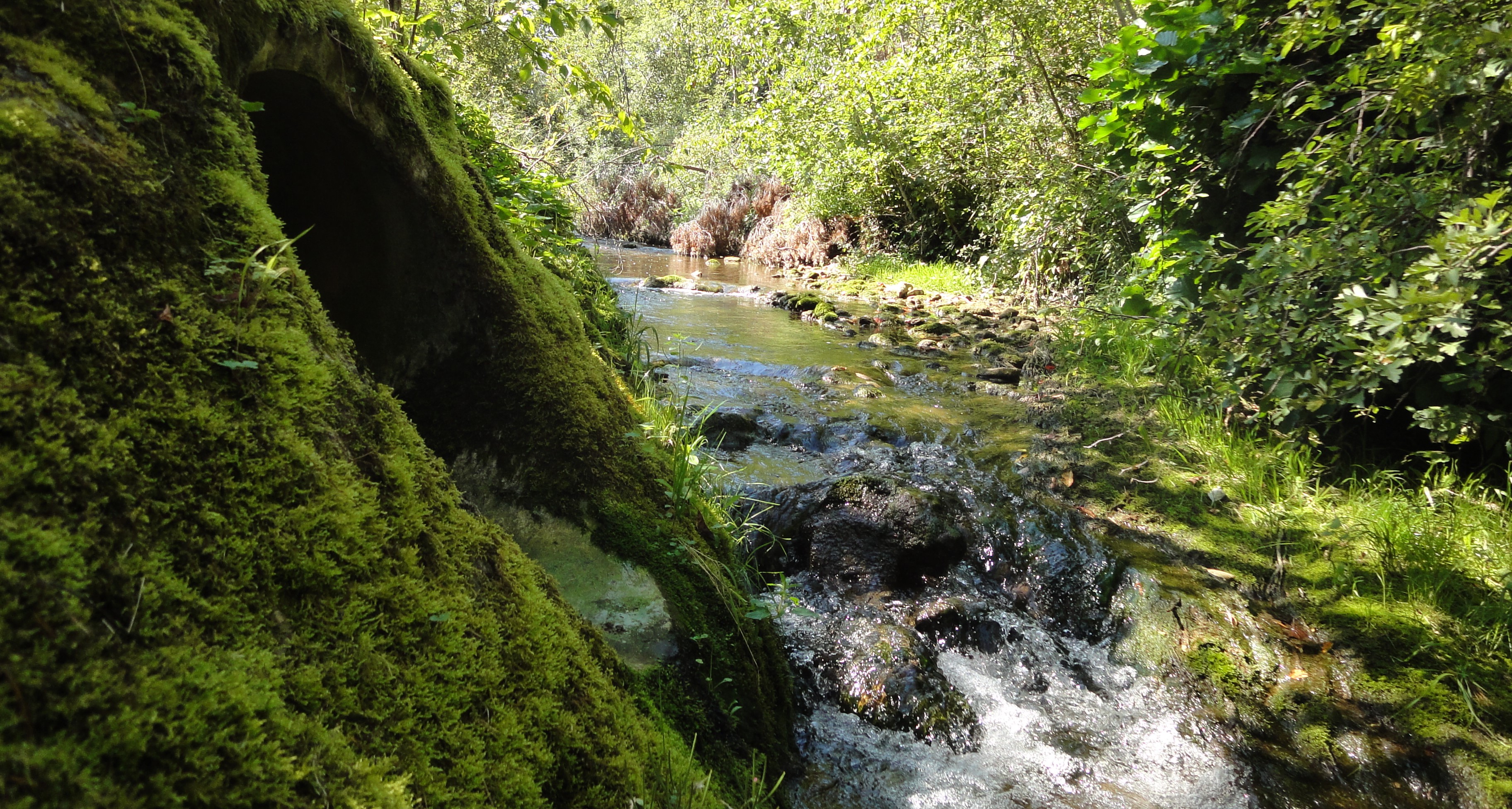 Kleines Fliessgewässer in der Natur