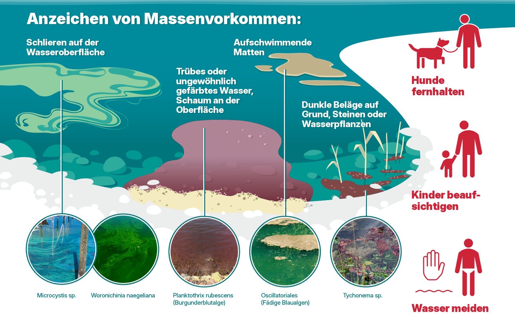 Ein Plakat beschreibt die Anzeichen einer Blaualgenblüte und was dann zu tun ist