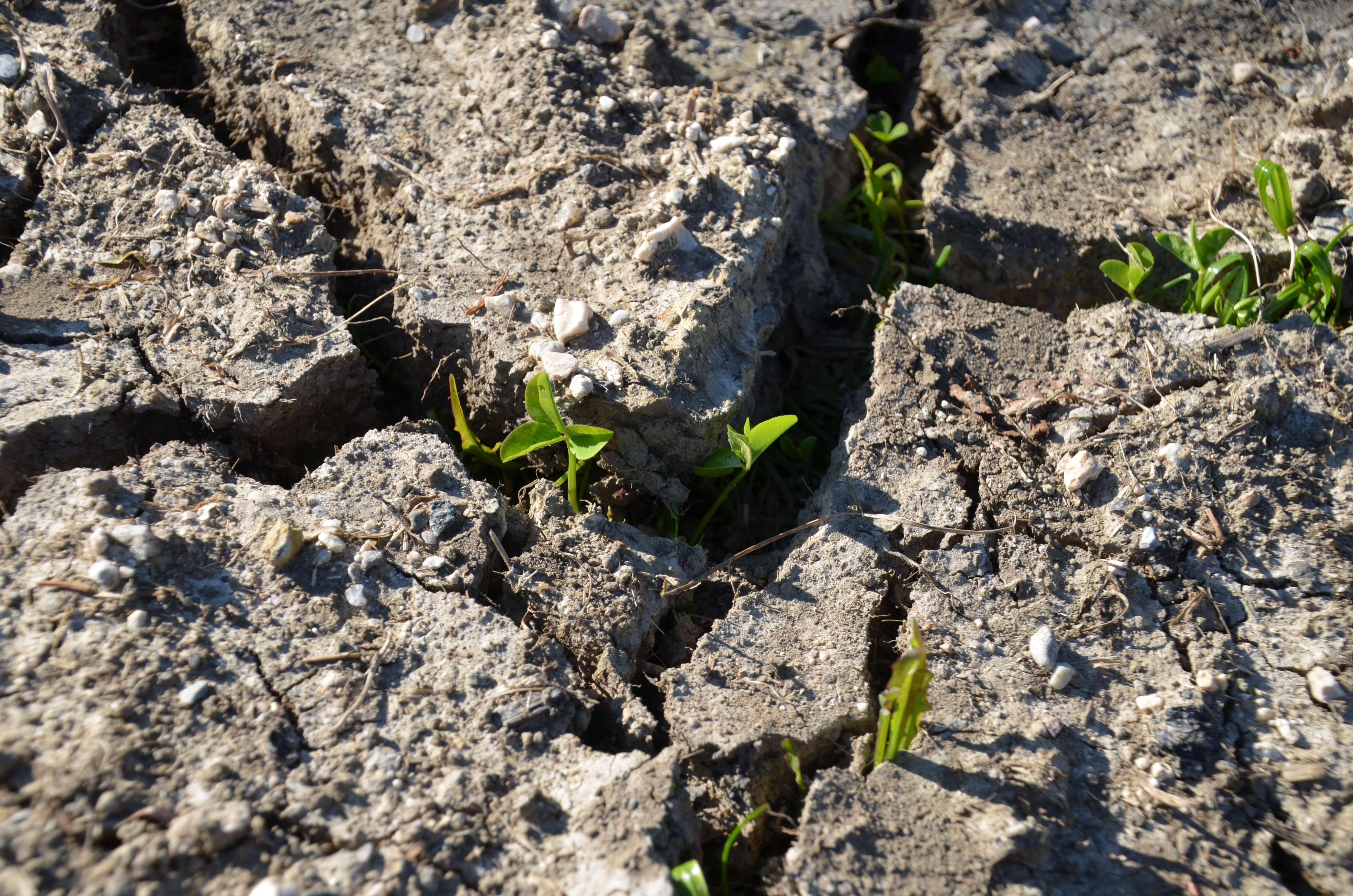 Nahaufnahme eines ausgetrockneten Bodens