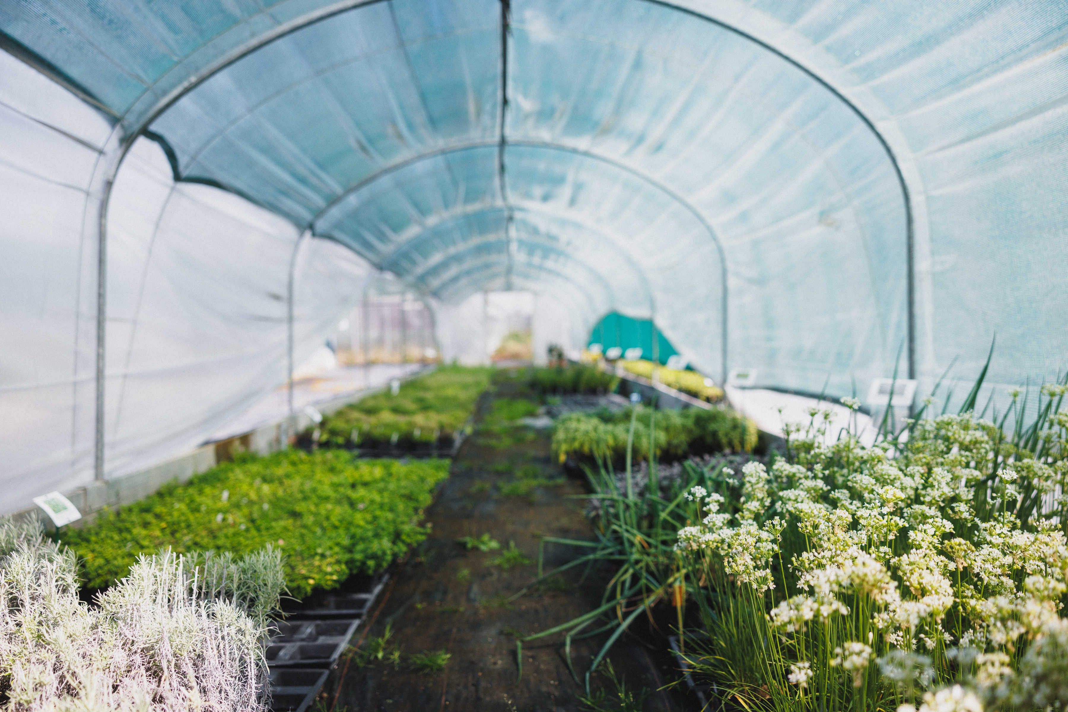 Gewächshaus mit Kräutern in der Justizvollzugsanstalt in Deitingen