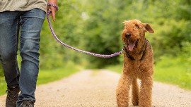 Ein Person hält einen Hund an der Leine.