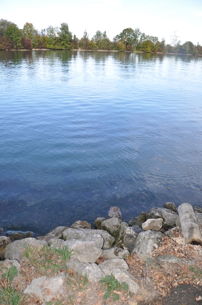 Blick vom Ufer auf die Aare