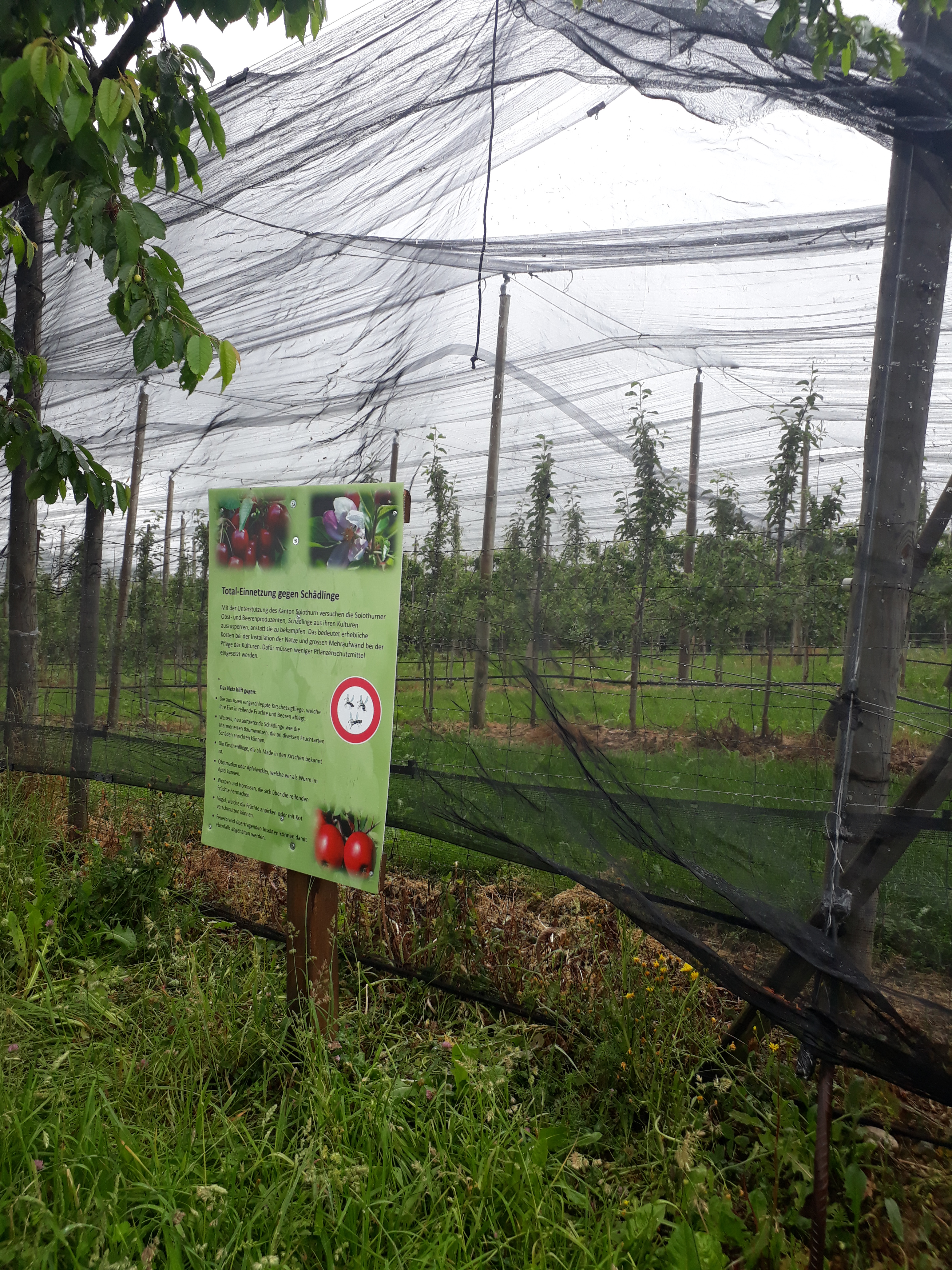 Eingenetzte Obstanlage mit einem Informationsplakat