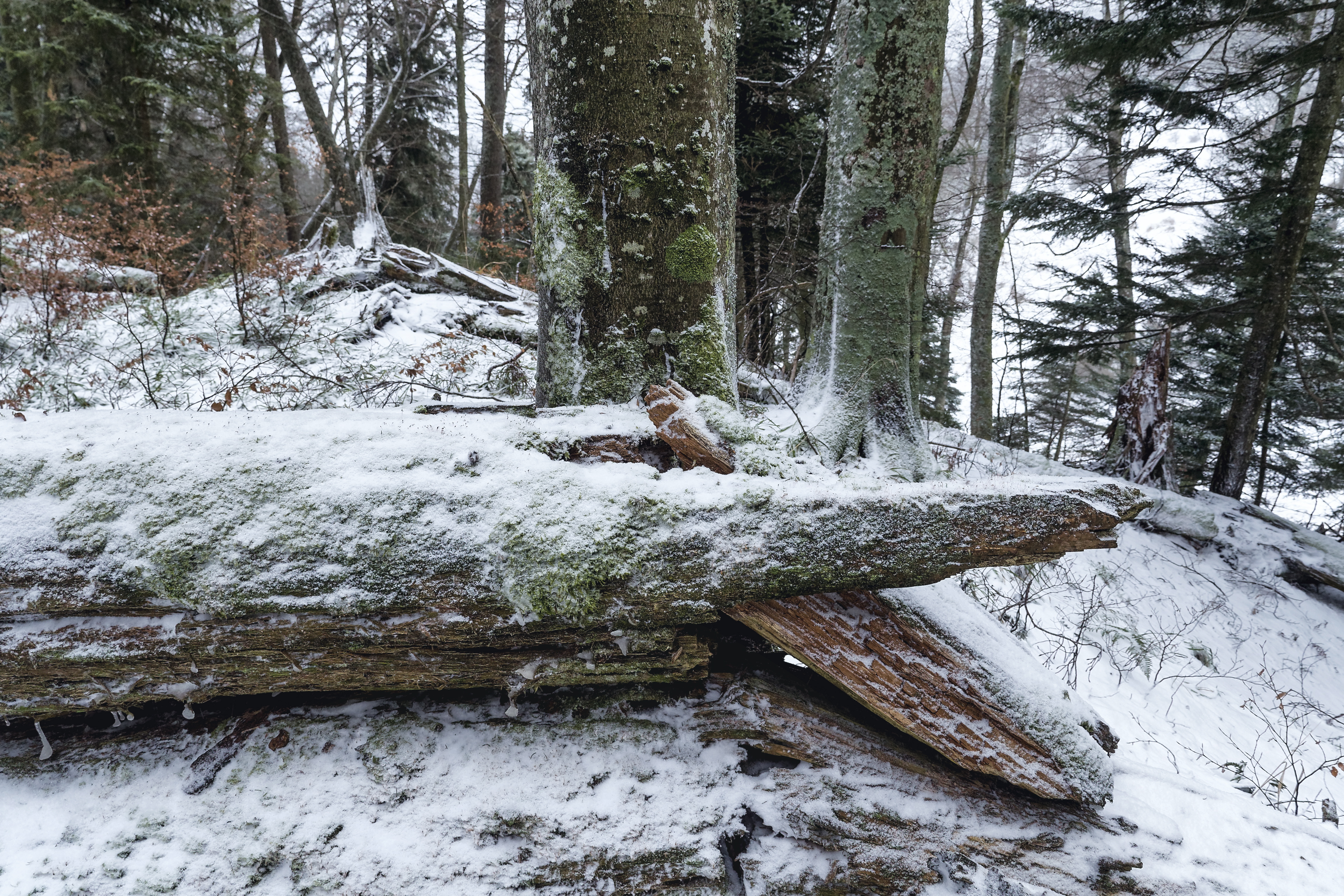 Der Bettlachstock im Winter: Ein schneebedeckter umgestürzter Baum