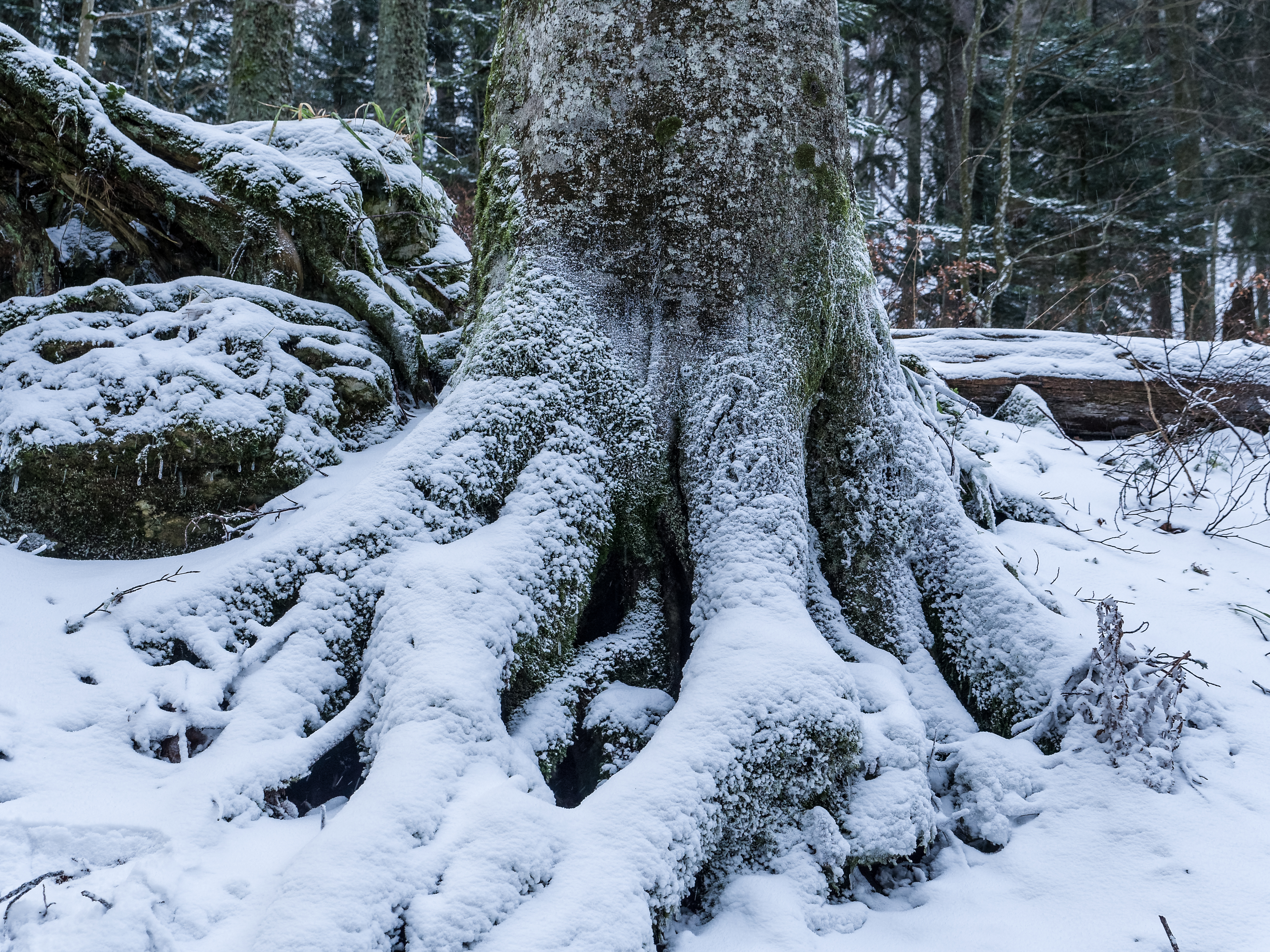 Bettlachstock im Winter: Wurzeln eines Bauzmes mit Schnee bedeckt.