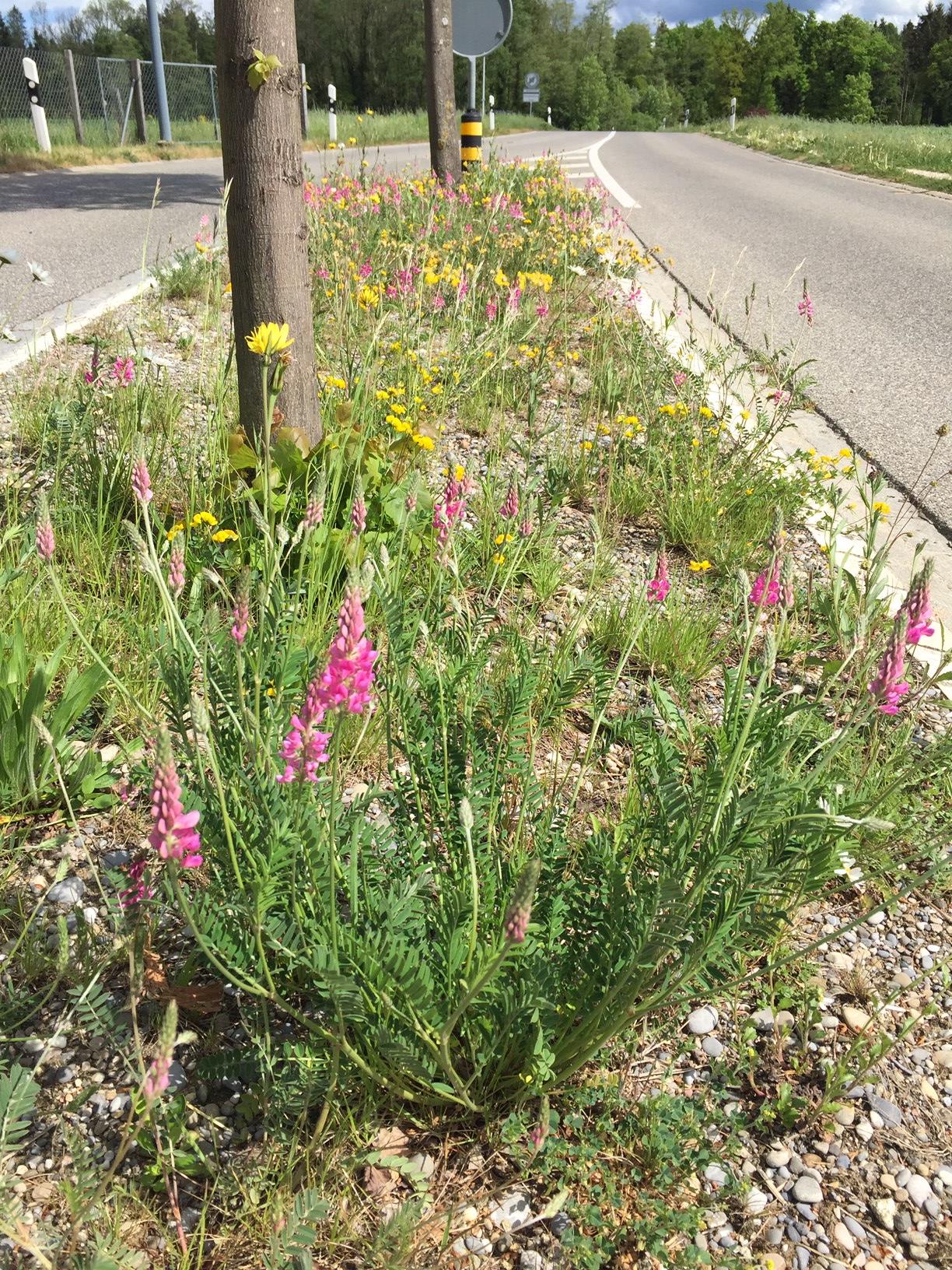 Bunte einheimische Wiesenblumen in einer Strassenrabatte in Halten