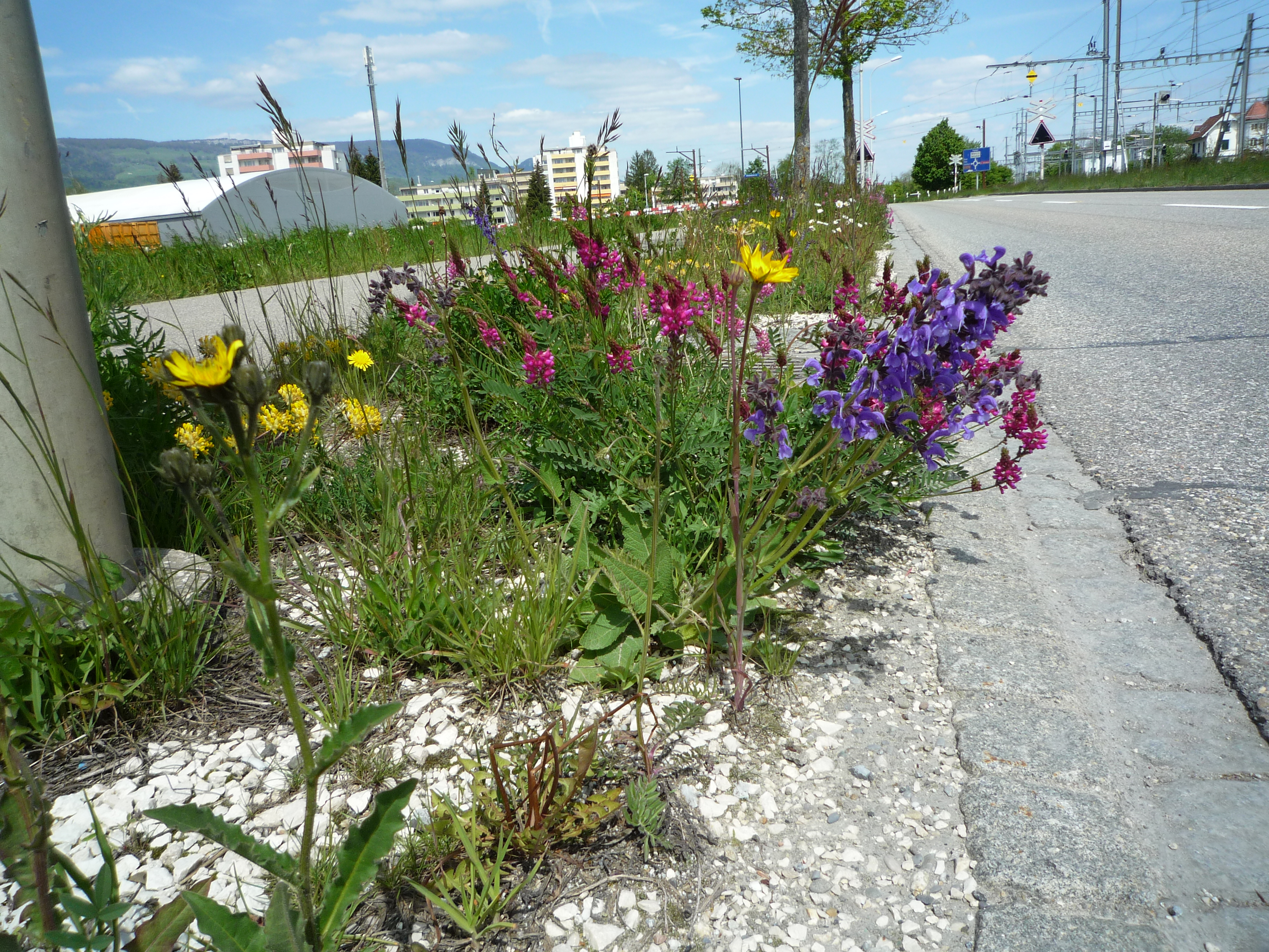 bunte Magerwiesen-Blumen am Strassenrand