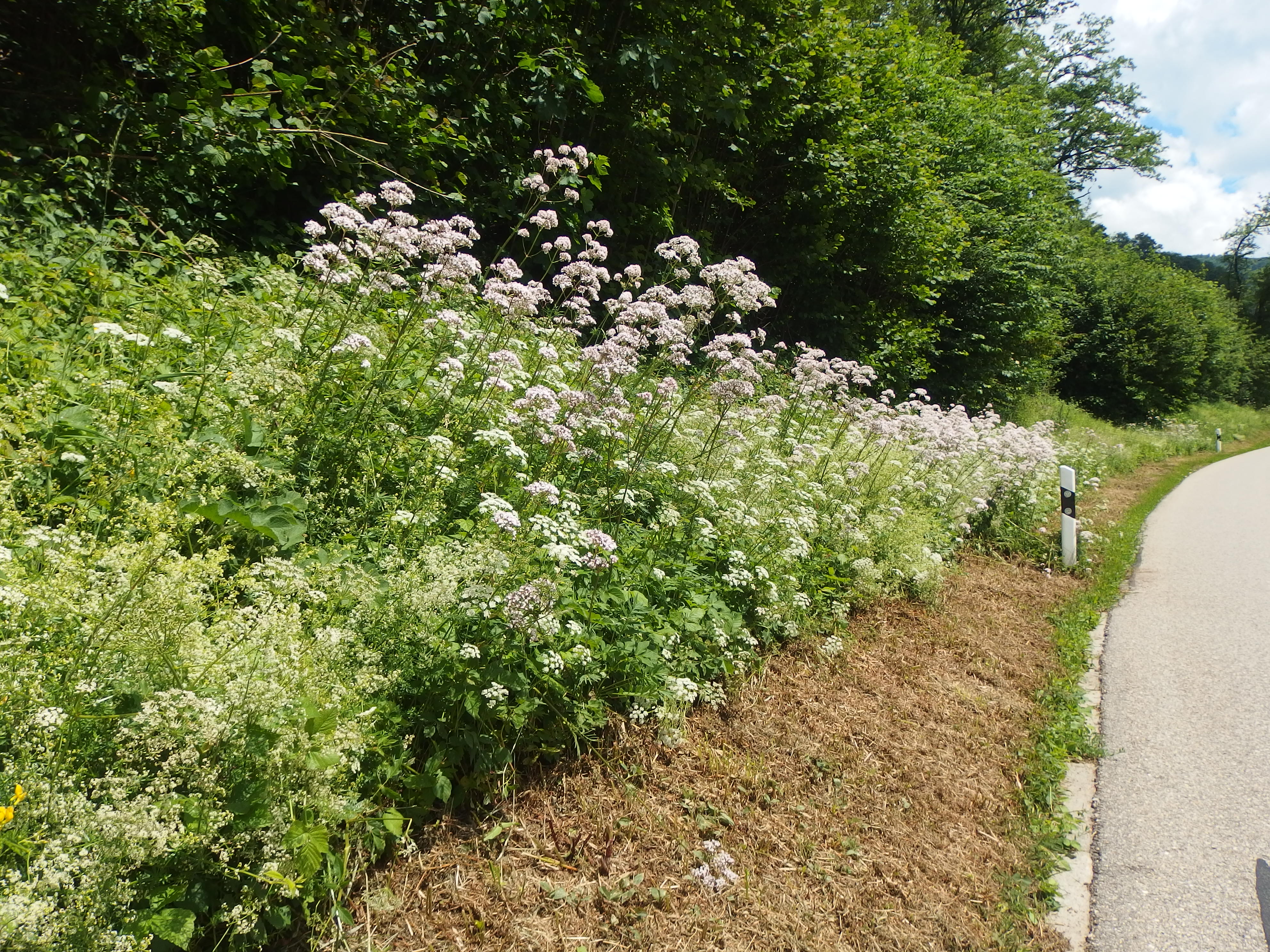 Gemulchte Böschung an der Passwangstrasse