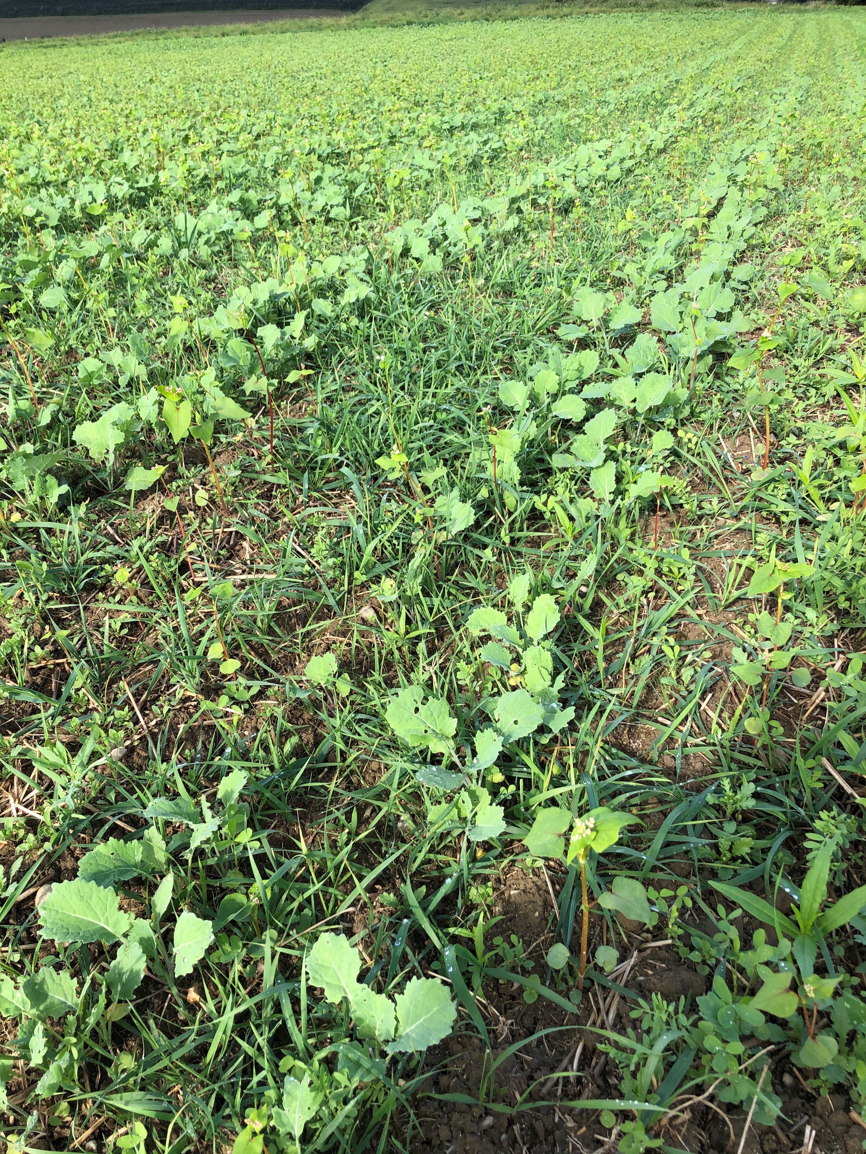 Bei der Ernte zu Boden gefallene Getreidekörner wachsen nun in der Folgekultur zwischen dem Raps hervor.