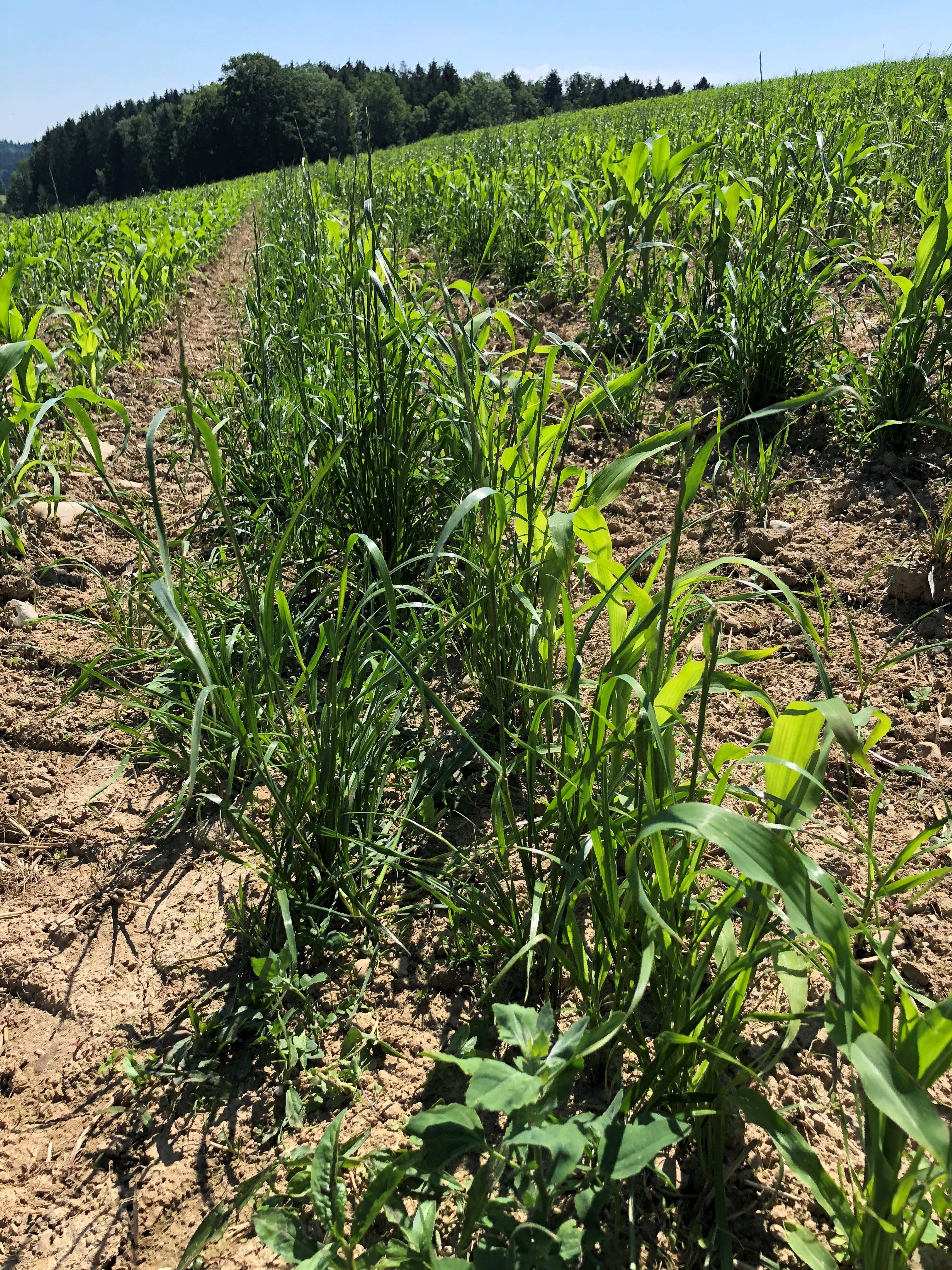 Auf einer innovativen Maisparzelle konnte mittels des kameragesteuerten Hackgeräts nicht genügend nah an die Reihen gehackt werden. Deshalb war eine Bandspritzung mit einem Herbizid im Bereich der Maisreihen erforderlich.