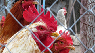 Geflügel hinter Zaun