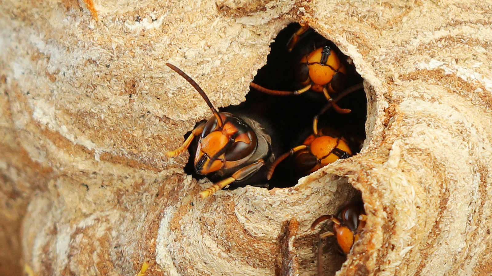 Asiatische Hornisse mit Nest