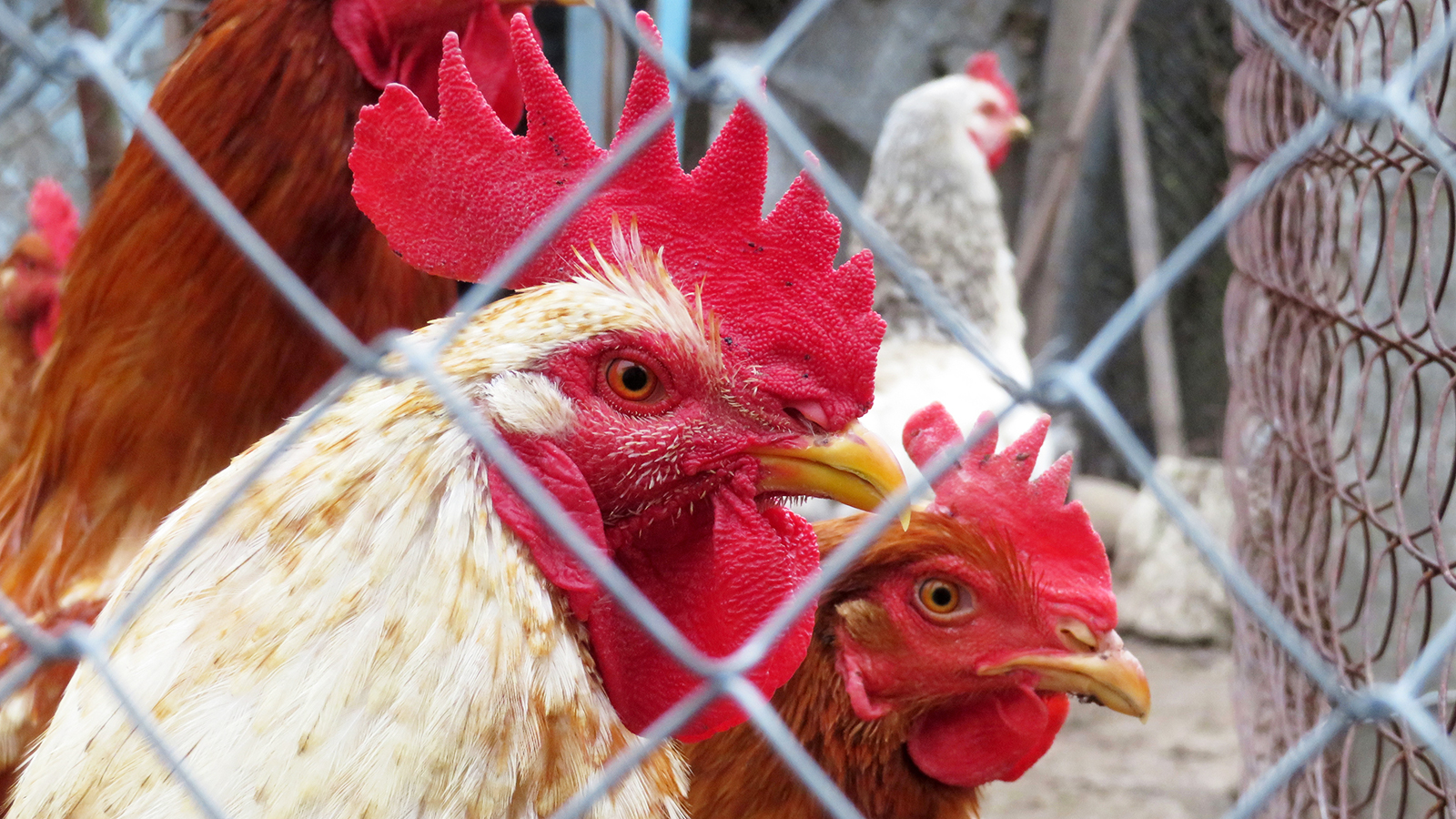 Themenbild: Geflügel hinter Zaun