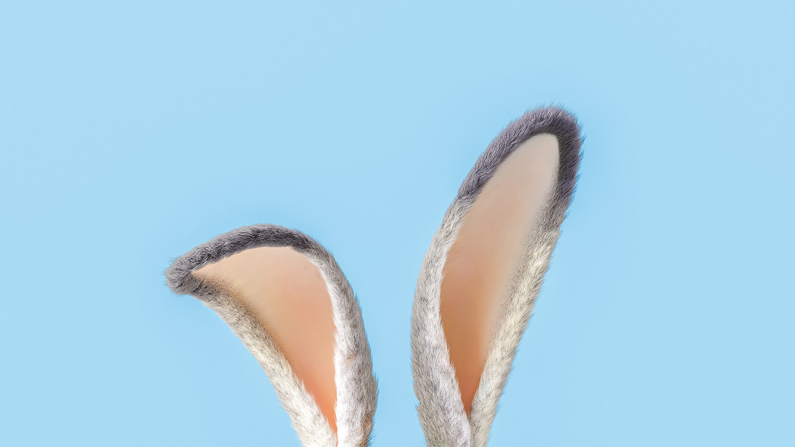 Ein Hase, von dem nur die Ohren zu sehen sind, vor blauem Hintergrund