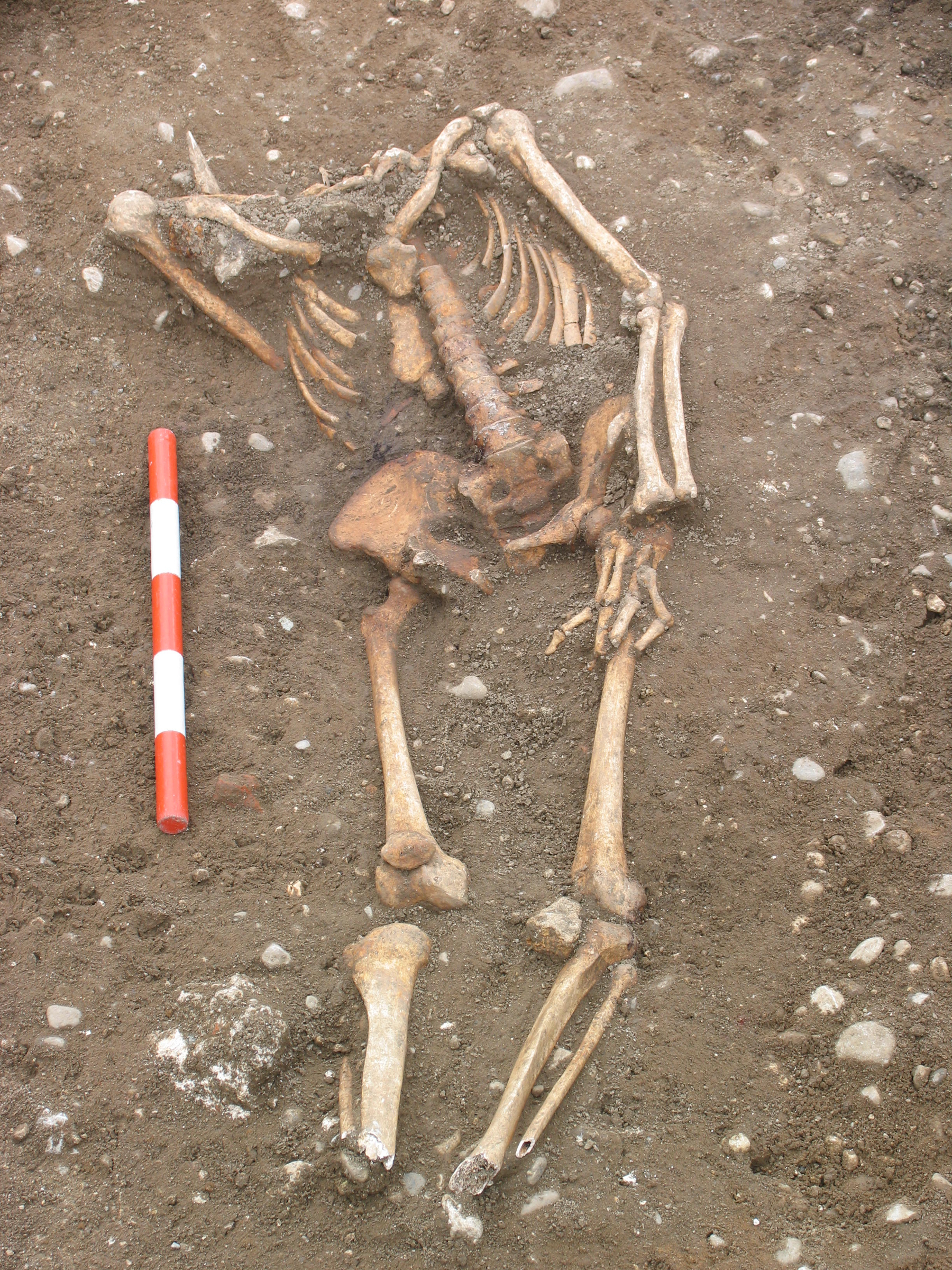 Der 35 bis 45 Jahre alte Mann wurde im 18. Jahrhundert auf dem Richtplatz in Feldbrunnen enthauptet.
Foto: Kantonsarchäologie Solothurn.