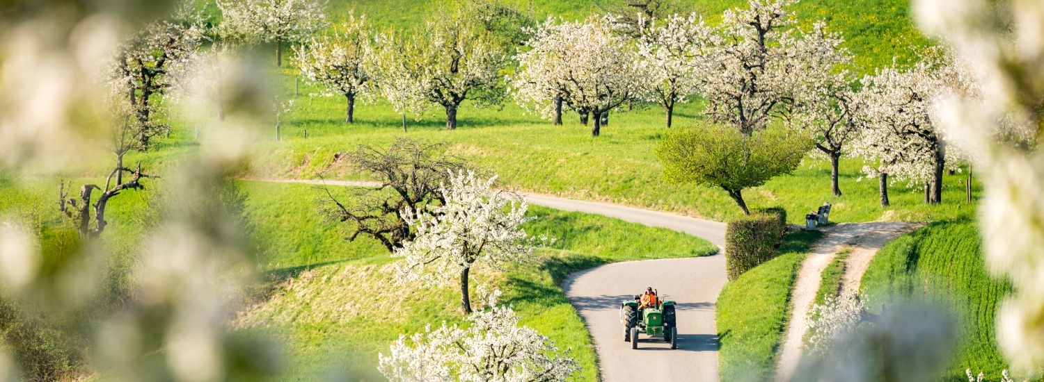 Landschaft mit weiss blühenden Obstbäume auf grünen Wiesen. Auf der geschwungenen Strasse fährt ein Traktor.