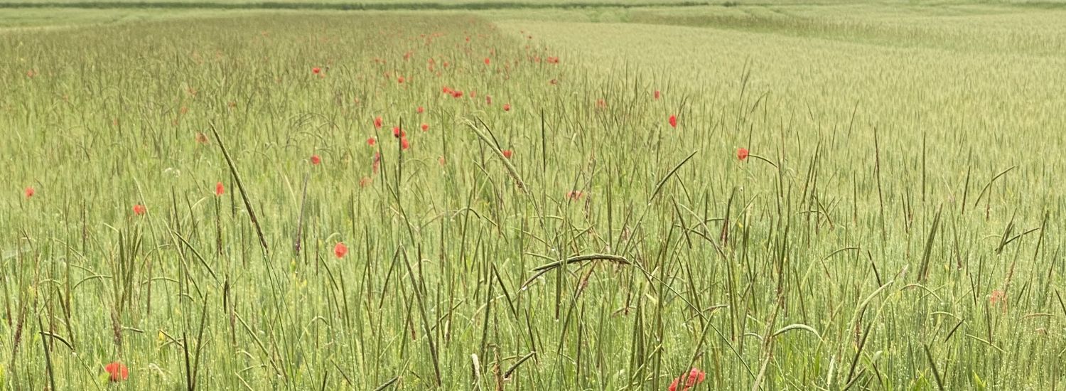 Getreidefeld, auf der linken Seite hat man die Begleitflora stehen lassen und rechts wurde gegen Unkraut behandelt.