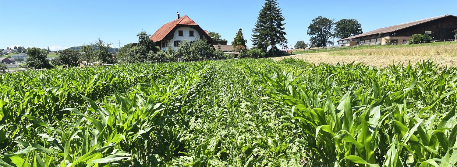 Mais und Zuckerrüben als Staffelkultur auf dem selben Feld angebaut. 