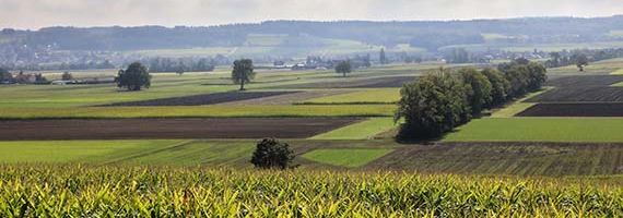 Blick über Maisfeld in die landwirtschaftlich geprägte Grenchner Witi mit Äcker und Heckenstrukturen